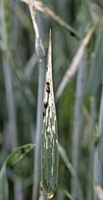 Die Fraßschäden der Getreidehähnchenlarven sind bereits aus größerer Entfernung sichtbar.