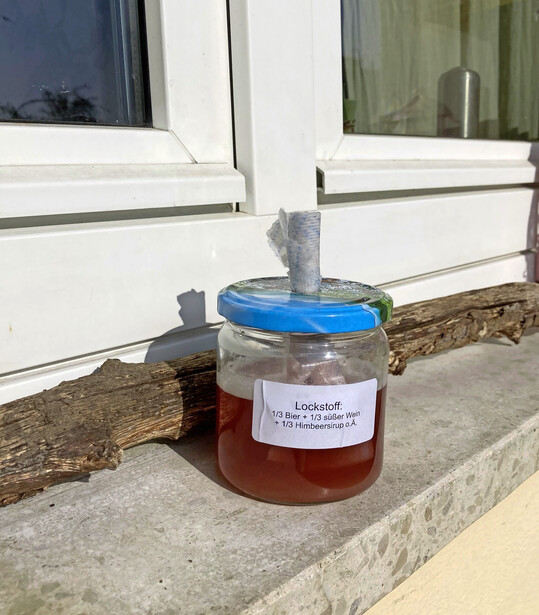 Einen Locktopf herzustellen ist einfach: Man braucht ein Schraubglas mit Deckel, einen Docht aus gefaltetem Küchentuch oder Leinen und einen Lockstoff aus ein Drittel Bier, ein Drittel süßem Wein und ein Drittel Sirup. Den Docht durch das Loch im Deckel ziehen, er sollte bis auf den Boden reichen.