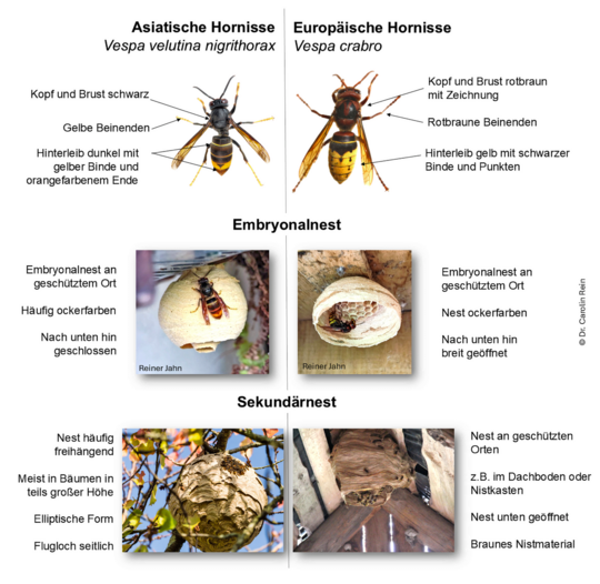 Europische und Asiatische Hornisse unterscheiden sich in verschiedenen Merkmalen. Mehr Sicherheit in der Bestimmung bietet das Melden der Funde ber die Meldeplattform der Landesanstalt fr Umwelt. 