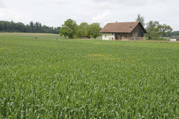 Kreisförmiger Gelbrostbefall auf der Weizensorte Runal in Rudolfingen ZH.