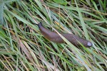 Nacktschnecke am Feldrand