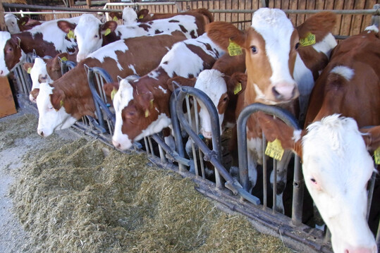 Um gesund aufzuwachsen, bentigen Klber ein auf ihre Bedrfnisse abgestimmtes Ergnzungsfutter.                                              