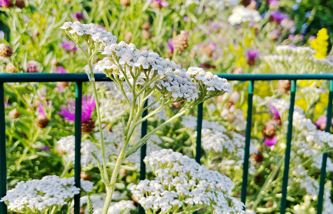 Wenn Pflanzen am Zaun hochwachsen und ihre Blten hindurchstrecken, sieht das nicht nur schn aus, sondern ist auch fr Kleintiere und Insekten wertvoll.