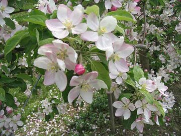 n vielen Anlagen ist mit einer reichen Blte zu rechnen, eine Ausdnnung daher ntig.