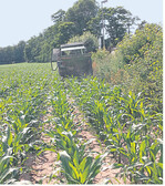 Aussaat einer Untersaat in den bestehenden Maisbestand mit einem Düngerstreuer.