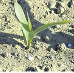 Das Jugendstadium von Mais ist kritisch für die N-Aufnahme.