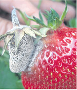 Wer befallene Früchte nicht entfernt, erhöht die Gefahr von „Kontaktfäulen".