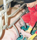 Lebensschwache Ferkel werden ans Gesäuge angesetzt.