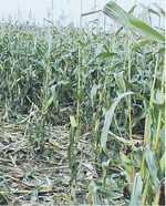 Schwarzwildschaden im Mais.