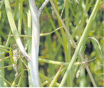 Weißstängeligkeit an einer Rapspflanze. Das Gewebe stirbt ab, der Stängel bricht und die Sklerotien werden freigesetzt.