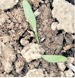 Schnecken verursachen große Schäden in Zuckerrüben – hier sind die Blätter am Spross abgefressen worden – die Rübe geht vollends ein.