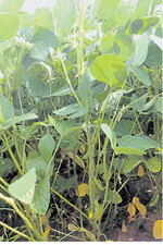 Versuch: 95 keimfähige Körner/mgesät, Herbizide eingesetztkeine Hochertragsvariante.