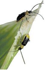 Adulte Maiswurzelbohrer.