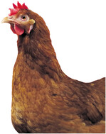 Intakte Schnäbel sind seit Januar 2017 in deutschen Hühnerställen zu sehen.