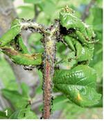 Verkrüppelte Triebspitzen, verursacht durch einen Befall mit Mehliger Apfelblattlaus.