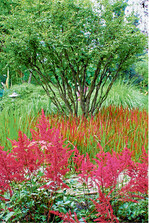 Am Rand des Gartenteiches sorgt die Arendsii-Hybride Fanal mit intensiver Blütenfarbe für Aufmerksamkeit.