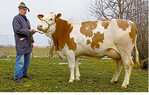 Diese herausragende Manuap-Tochter mit 29,2 kg Milch stammt aus dem Zuchtbetrieb Göggerle aus Rainau-Dalkingen.