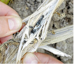 Sklerotinia oder Weißstängeligkeit ist die bedeutendste Rapskrankheit. Für die Bekämpfung der Weißstängeligkeit gibt es keine Richtwerte. Die Entscheidung für eine Behandlung fällt nicht aufgrund eines sichtbar werdenden Befalls, weshalb Prognosemodelle hier eine besondere Rolle spielen.