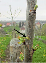Durch Kerben können Knospen zum Austrieb angeregt werden.