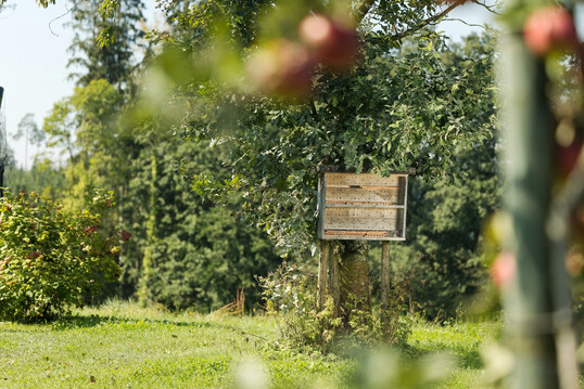 Durch vielfältige Maßnahmen konnte die Artenvielfalt bei Wildbienen seit Beginn des Projekts verdoppelt werden.