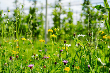 Insgesamt 800 Fuballfelder an Blhflchen wurden in den vergangenen 15 Jahren im Rahmen des Apfelprojekts angelegt, um die Artenvielfalt zu erhhen.