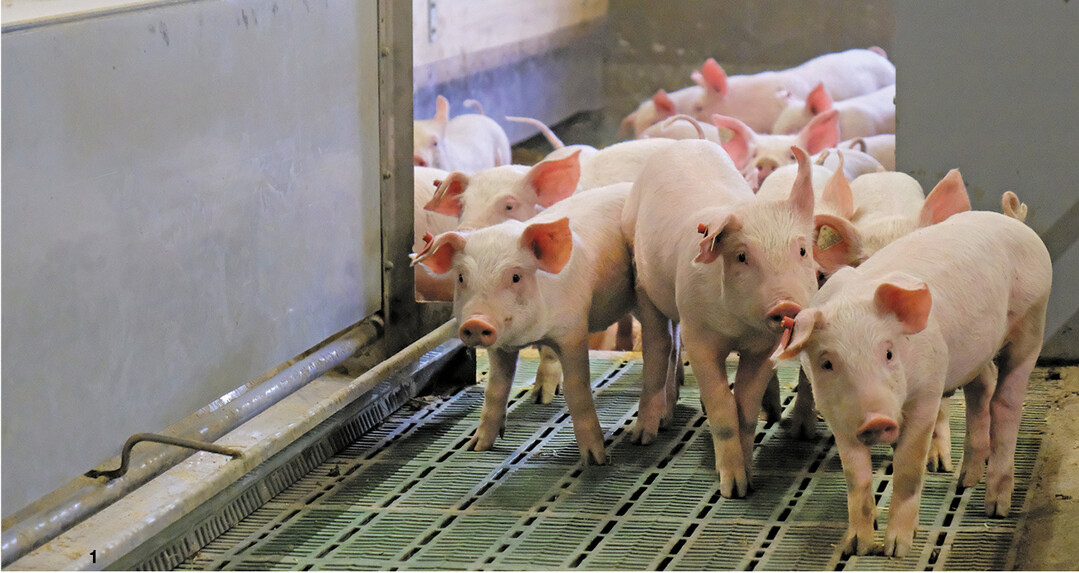 Der umgebaute Aufzuchtstall bietet dem Schweinenachwuchs Kistenbetten, großzügige Aktivitätsflächen, einen Kotbereich sowie einen Auslauf. Fotos: Koeck