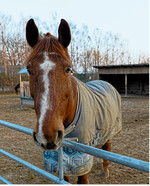 Pferdebetriebe müssen aktuell den schwierigen Spagat schaffen, die Versorgung der Vierbeiner sicherzustellen und gleichzeitig das Virus nicht weiter zu verbreiten.