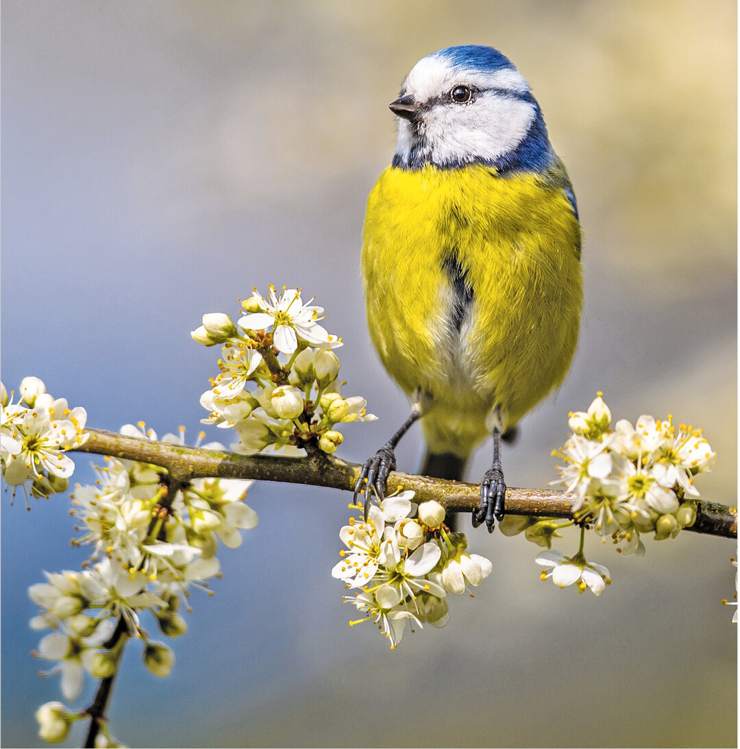 Der Frühling hält wie gewohnt Einzug. Erfreuen wir uns an der aufblühenden Natur und dem Gezwitscher unserer Singvögel, wie der Blaumeise.