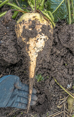 Bei Hackfrüchten wie der Zuckerrübe muss besonders auf die Kaliumversorgung geachtet werden.