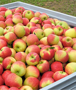 Die Vermarktungssaison bei Tafeläpfeln im Geschäftsjahr 2019/20 lief zum Ende der Kampagne erfreulich gut, was sich positiv in der Bilanz der MaBo niederschlug.