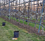 Schutzmaßnahme in einer Kirschenanlage zur Abwendung der Frostgefahr.