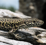 Mauereidechsen sind wahre Sonnenanbeter und mögen es gerne steinig.
