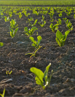Ein gesunder und unkrautarmer Rübenbestand.