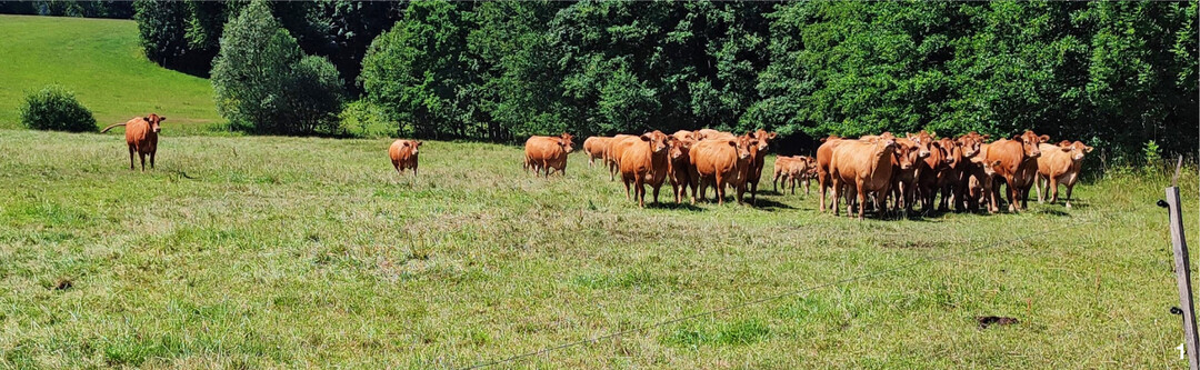 Weide mit berstndigem Futter: Hier ist zu prfen, ob die Flchenzuteilung zur Herdengre passt.