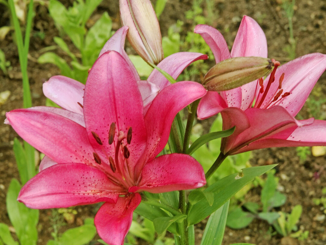 Die Lilie Dani Arifin gehrt zu den LA-Hybriden, einer Kreuzung aus Asiatischen Lilien und 
Longiflorum-Lilien
.