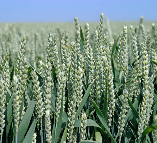 Fusarium ist im Weizenanbau jedes Jahr ein wiederkehrendes Thema.