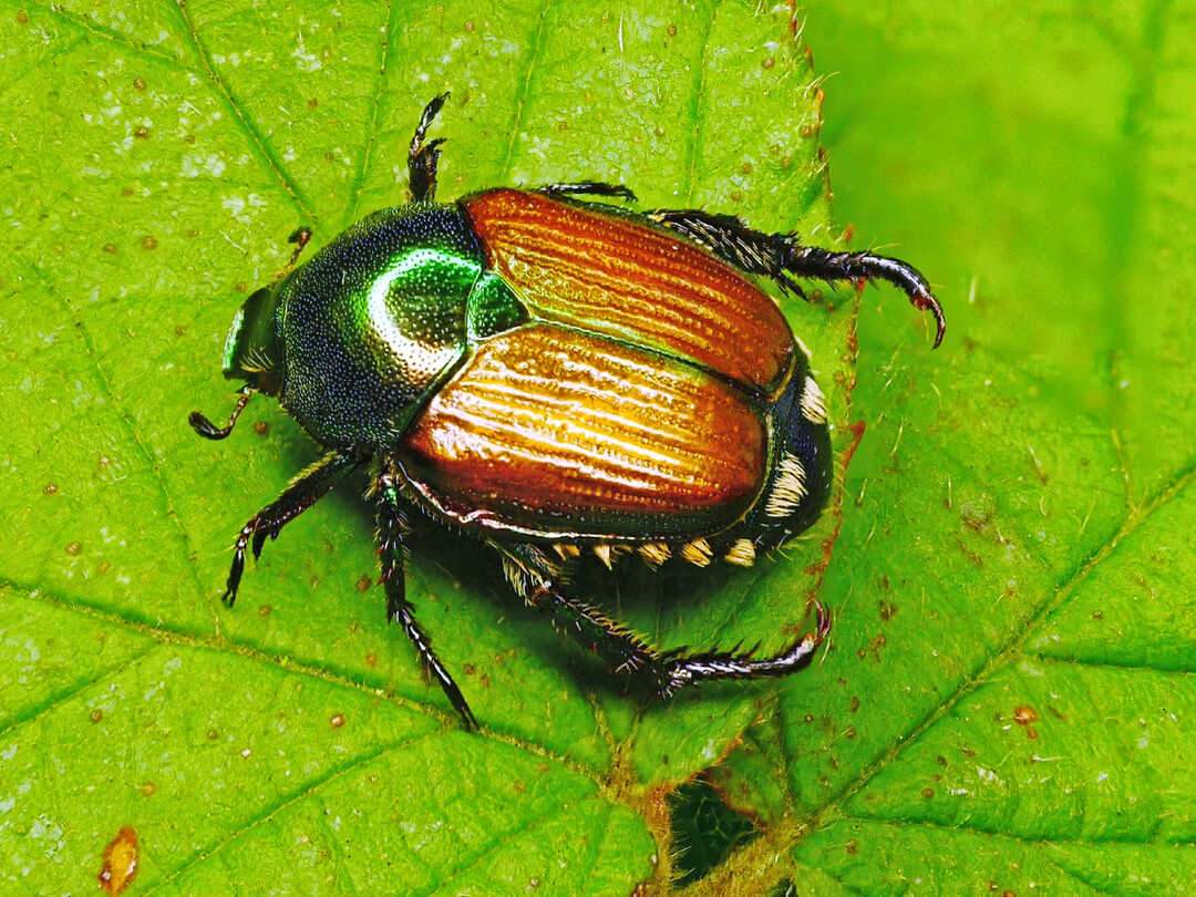Charakteristisch fr den ungefhr 1 cm groen Japankfer ist die grnliche Frbung an Kopf und Halsschild, die zwei braunen Flgeldecken sowie fnf weie Haarbschel an jeder Seite und zwei weie Haarbschel am Hinterteil.