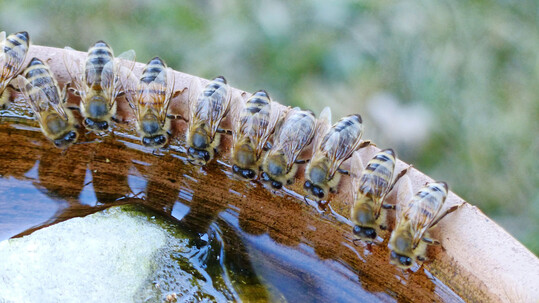 Auch Insekten haben Durst. Deshalb ist es im Sommer sinnvoll, ihnen Wasser in einer Trnke anzubieten.