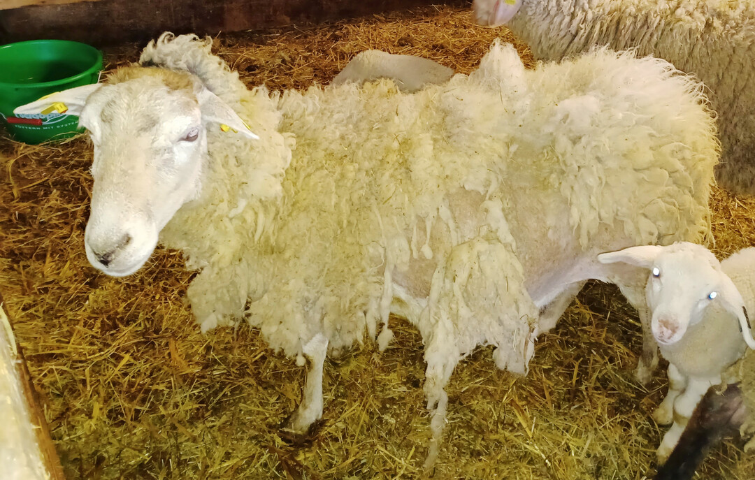 1 Bei Verdacht auf einen Befall mit den Milben der Schafrude sollten alle Tiere im Bestand unverzglich behandelt werden.