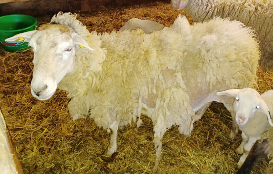 1 Bei Verdacht auf einen Befall mit den Milben der Schafrude sollten alle Tiere im Bestand unverzglich behandelt werden.
