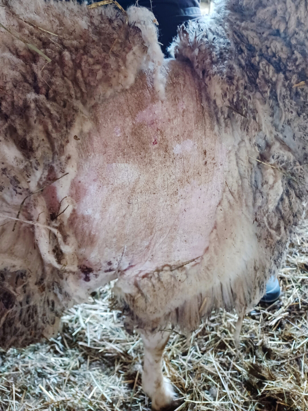 3 Im fortgeschrittenen Stadium der Erkrankkung bilden sich Krusten und Schuppen, die Haut der Tiere reagiert mit nssenden Entzndungen.