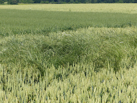 Weidelgras in Weizen. Weidelgras sollte auf ckern nie zur Samenreife kommen, um den Eintrag von Samen in den Boden zu verhindern. Insbesondere beim Ackerfutterbau ist hier Vorsicht geboten. Die Mhintervalle sollten nicht zu lange gewhlt werden. Hat sich Weidelgras als Ungras etabliert, gilt es durch eine Kombination von chemischen und mechanischen Verfahren, das Weidelgras zurckzudrngen. Welche Wirkstoffe in Frage kommen, kann eine Resistenzuntersuchung zeigen.