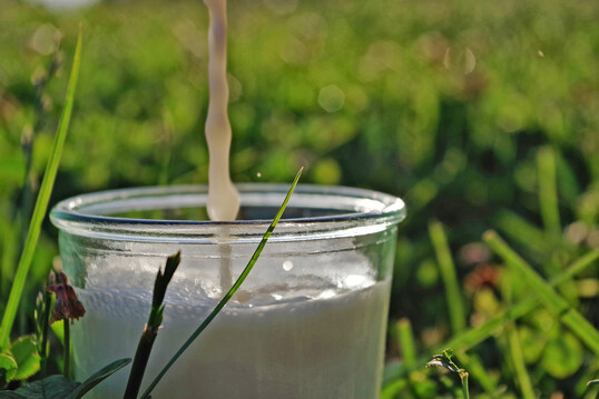 Der Internationale Tag der Milch wird seit 2001 am 1. Juni gefeiert. Er wurde von der Ernhrungs- und Landwirtschaftsorganisation der Vereinten Nationen (FAO) und dem Internationalen Milchwirtschaftsverband (IDF) ins Leben gerufen. An diesem Tag wird weltweit ber die Herstellung und die Vorzge von Milch und Milchprodukten informiert.