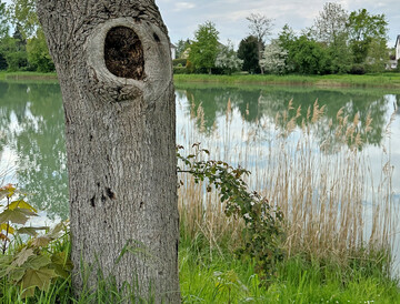 Baum am Flu.