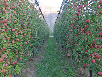 Mit Mehrachssystemen lassen sich schmale Fruchtwnde erziehen. Das erleichtert eine maschinelle Bearbeitung der Anlage.