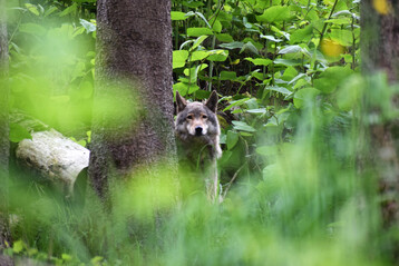 Wolf (Canis lupus).