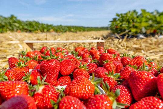 Die Witterung mit sonnigen Tagen und khlen Nchten hat den Erdbeeren nicht nur ein gutes Aroma verliehen, sondern auch dazu gefhrt, dass die Reife gestaffelt erfolgte und die Erntemenge gut ber den Markt abflieen konnte.