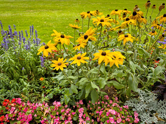 Das Citizen-Science-Projekt GartenDiv erforscht die Pflanzenvielfalt in Deutschlands Grten.