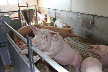 Mit einem Klima-Schnellcheck knnen Schweinehalter in Sdddeutschland knftig berprfen, wie nachhaltig sie ihren Betrieb bewirtschaften.