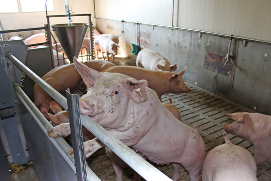 Mit einem Klima-Schnellcheck knnen Schweinehalter in Sdddeutschland knftig berprfen, wie nachhaltig sie ihren Betrieb bewirtschaften.